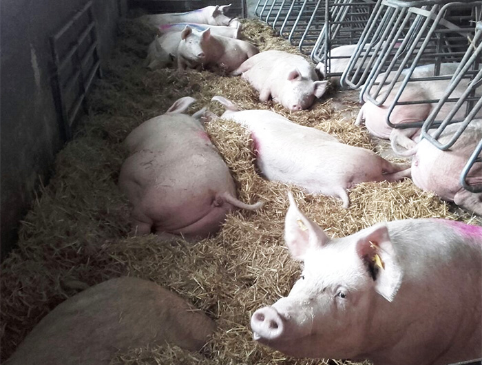 Prinz Schmerbach - Schweinemast auf Stroh Prinz Schmerbach - Schweinemast auf Stroh